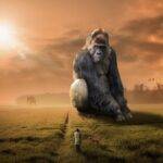 animal, gorilla, ape, primate, herbivore, silver back, sunset, dusk, evening, dawn, landscape, grass, nature, outdoors, people, sunlight, sunrise, dream, huge, gigantic, mysterious, kingkong, brown nature, brown animals, brown landscape, brown sunset, brown sunrise, brown grass, brown dream, brown natural, gorilla, gorilla, gorilla, gorilla, gorilla, dream