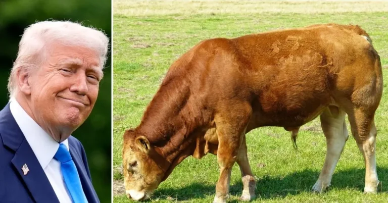 Donald Trump has signed a deal to stock British meat shelves. Source: Mega;Unsplash